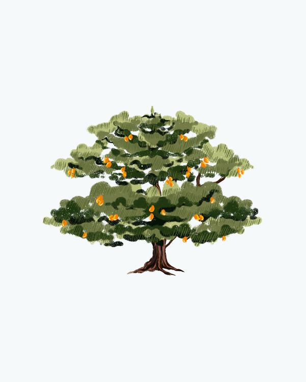 products/1586257852tree-plp.jpg